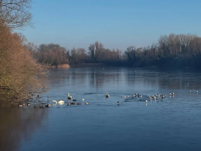 The only swimmers today @miltoncountrypark are the bird life doing little laps in the ice pools they have created. #openwaterswimming #cambridge